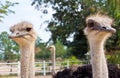 Two ostrichs