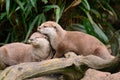 Two otters cuddling