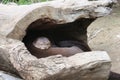Two otters curled up together