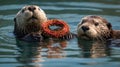 Two Sea Otters Playing with Toy in Calm Blue Water of the Pacific Ocean Royalty Free Stock Photo
