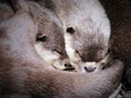 Two Otters hugging while sleeping