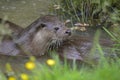 Two otters mustelinae lutrinae swimming in river in Summer