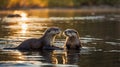 Golden Hour Otters: A Pair of River Otters Meet at Sunset Royalty Free Stock Photo