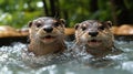 Two Otters Playfully Swimming in Water Royalty Free Stock Photo