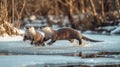 Two Otters Playing on Frozen River in Winter Royalty Free Stock Photo