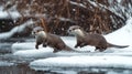 Two Otters Playing in Snow and Water Royalty Free Stock Photo