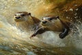 Two Otters Playing in a Stream Royalty Free Stock Photo