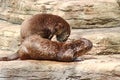 Two Otters playing Royalty Free Stock Photo