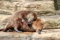 Two Otters playing Royalty Free Stock Photo