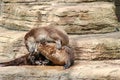 Two Otters playing Royalty Free Stock Photo