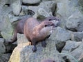 Otters on rocks by the water, aquatic animals, river animals, inhabitants of the stream and mountain streams, wet shiny fur