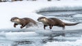 Two Otters Running on Ice and Water Royalty Free Stock Photo