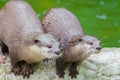 Two otters stare for the food Royalty Free Stock Photo