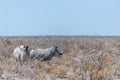 White Rhinos Grazing on the plains of Etosha National Park Royalty Free Stock Photo