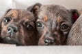 two outbred puppies in a cardboard box on a white background Royalty Free Stock Photo