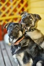 Two outbred puppies of a mestizo shepherd dog nearby Royalty Free Stock Photo