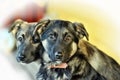 Two outbred puppies of a mestizo shepherd dog nearby Royalty Free Stock Photo
