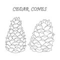 Two outline cedar cones. cartoon style. Nature design element. Hand drawing. Vector illustration. Coloring book.