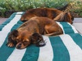 Two outworn dogs slipping outdoor. Russian long haired Toy Terri Royalty Free Stock Photo