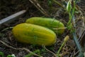 Two overripe cucumbers in the greenhouse in the fall