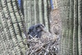 Two owlets with their mom in a nest Royalty Free Stock Photo