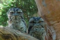 Two Owls Royalty Free Stock Photo