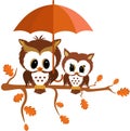 Two owls on autumn branch tree with umbrella Royalty Free Stock Photo