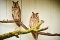 Two owls in captivity siting on tree