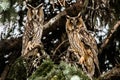 Two Owls Royalty Free Stock Photo