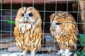 Two owls are sitting in cage