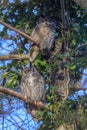 two owls are sitting in a tree together as the birds fly by