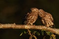 two owls standing on a branch next to each other in the light