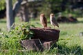 Two Owls on a Tree Stem