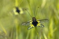 Two Owly sulphur insect