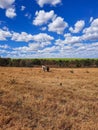 Two oxen in the pasture Royalty Free Stock Photo