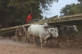 Two oxen pulling wooden cart on dusty road , Myanmar