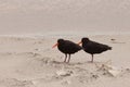 Two Oystercatchers Haematopus unicolor on beach