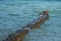 oystercatchers standing on a bune in the Baltic Sea Royalty Free Stock Photo