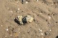 Two oysters in the water of a sandy beach Royalty Free Stock Photo