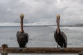 Two Pacific brown pelicans at the Oceanside pier on a rainy winter day Royalty Free Stock Photo