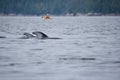 Two pacific white-sided dolphins surface behind a kayaker in the Broughton Archipelago