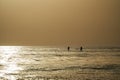 Two paddle boarders on the sunset in the sea.