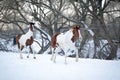 Two paint horses playing on snow in cold winter Royalty Free Stock Photo