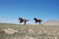 Two Paint Horses Running on Ridge Kicking Up Dust Royalty Free Stock Photo