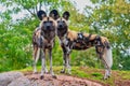 Two painted dogs standong on a mound Royalty Free Stock Photo