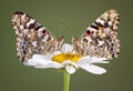 Two Painted Ladies on daisy Royalty Free Stock Photo