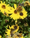 Two Painted Lady Butterflies Perched on Yellow Flowers Royalty Free Stock Photo