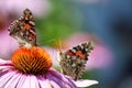 Two painted lady butterflies touch antenna Royalty Free Stock Photo