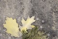 Two painted oak leaves and a snow-covered pine branch on a gray background Royalty Free Stock Photo