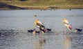 Two painted stork birds with ducks